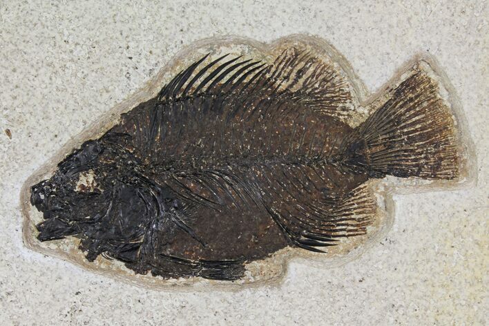 Fossil Fish (Cockerellites) - Wyoming #158575